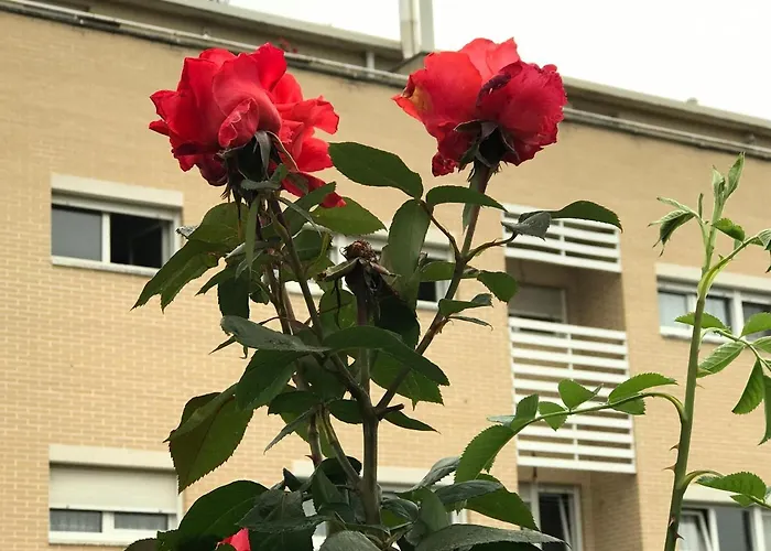 Apartmán Olga Cantabria Polanco