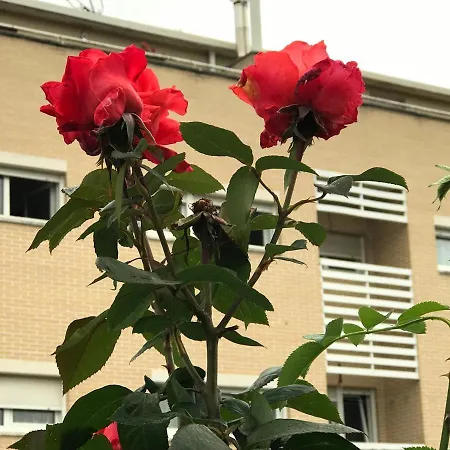 Lägenhet Olga Cantabria Polanco